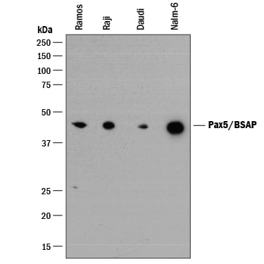 Detection of Human Pax5/BSAP antibody by Western Blot.