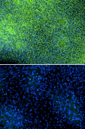 Pax6 antibody in SA01 Human Embryonic Stem Cells by Immunocytochemistry (ICC).