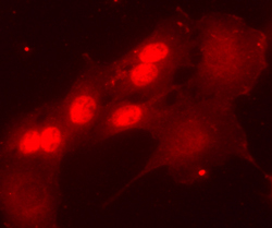Pax7 antibody in C2C12 Mouse Cell Line by Immunocytochemistry (ICC).