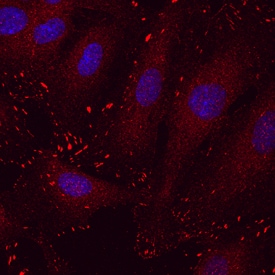 Paxillin antibody in HUVEC Human Cells by Immunocytochemistry (ICC).