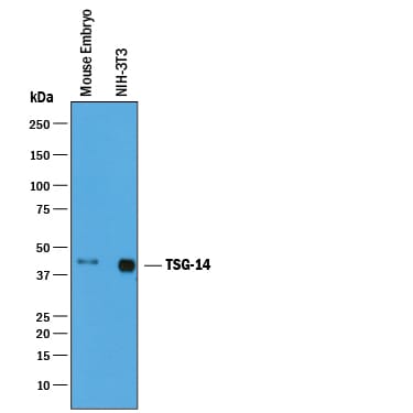 Detection of Mouse Pentraxin 3/TSG‑14 antibody by Western Blot.