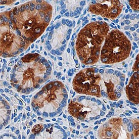 Pepsinogen A antibody in Human Stomach by Immunohistochemistry (IHC-P).