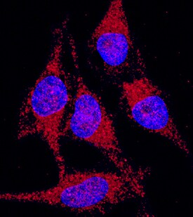 Peroxiredoxin 3 antibody in HeLa Human Cell Line by Immunocytochemistry (ICC).