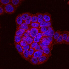 Phospholipid Scramblase 1/PLSCR1 antibody in HT-29 Human Cell Line by Immunocytochemistry (ICC).