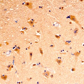 C1qTNF3/CORS26 antibody in Human Brain by Immunohistochemistry (IHC-P).