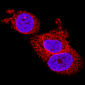 Pin1 antibody in MCF-7 Human Cell Line by Immunocytochemistry (ICC).