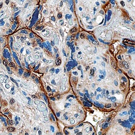 PlGF antibody in Human Placenta by Immunohistochemistry (IHC-P).