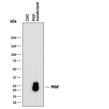 Detection of Human PlGF antibody by Western Blot.