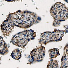 PlGF antibody in Human Placenta by Immunohistochemistry (IHC-P).