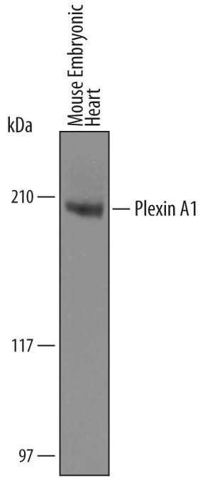 Detection of Mouse Plexin A1 antibody by Western Blot.