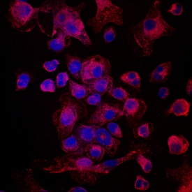 Plexin A1 antibody in Human Dendritic Cells by Immunocytochemistry (ICC).