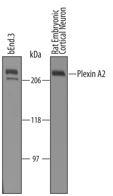 Detection of Mouse and Rat Plexin A2 antibody by Western Blot.