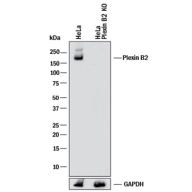Western Blot Shows Human Plexin B2 Antibody Specificity by Using Knockout Cell Line.