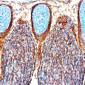 Plexin B2 antibody in Mouse Embryo by Immunohistochemistry (IHC-Fr).