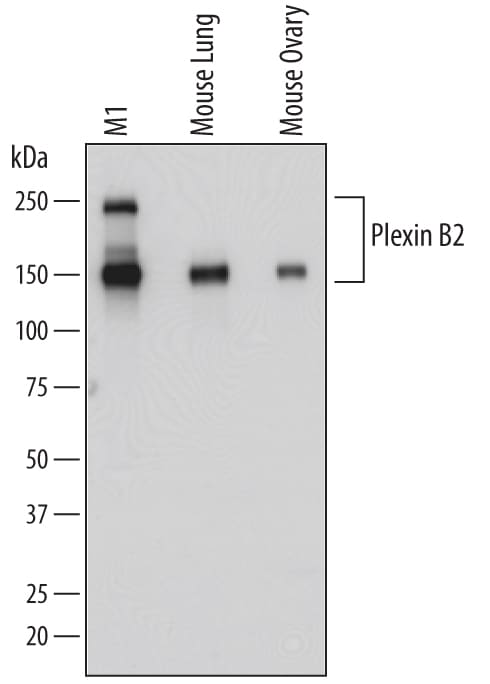 Detection of Mouse Plexin B2 antibody by Western Blot.