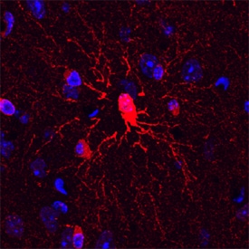 Plexin B3 antibody in Mouse Brain by Immunohistochemistry (IHC-Fr).