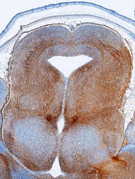 Plexin C1 antibody in Mouse Embryo by Immunohistochemistry (IHC-Fr).