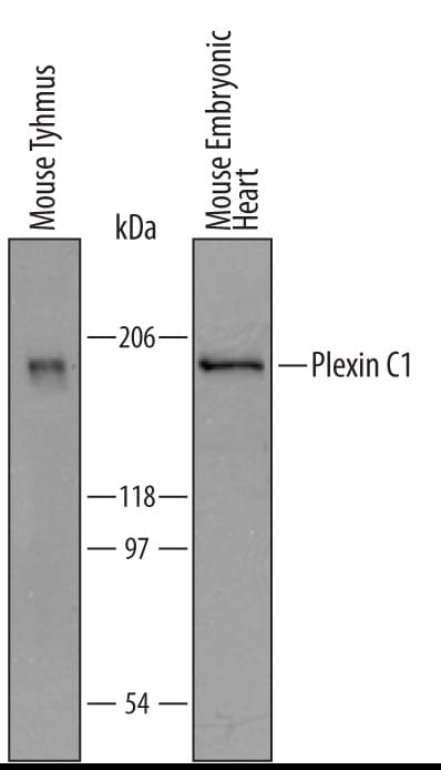 Detection of Mouse Plexin C1 antibody by Western Blot.