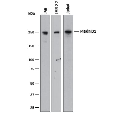 Detection of Human Plexin D1 antibody by Western Blot.