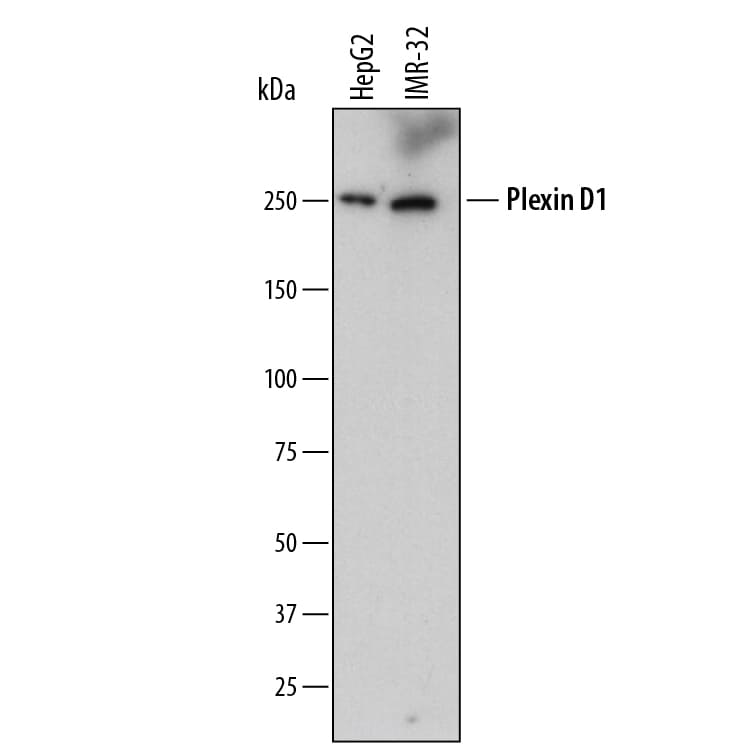 Detection of Human Plexin D1 antibody by Western Blot.