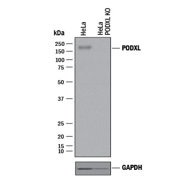 Western Blot Shows Human Podocalyxin Antibody Specificity by Using Knockout Cell Line.