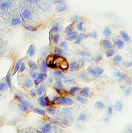 Podocan antibody in Mouse Kidney by Immunohistochemistry (IHC-Fr).