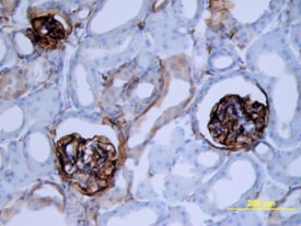 Podoplanin antibody in Mouse Kidney by Immunohistochemistry (IHC-Fr).