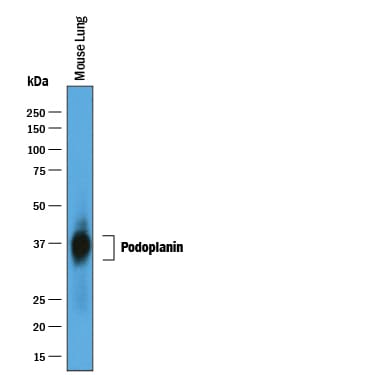 Detection of Mouse Podoplanin antibody by Western Blot.