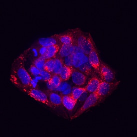 Pref-1/DLK1/FA1 antibody in HepG2 Human Cell Line by Immunocytochemistry (ICC).