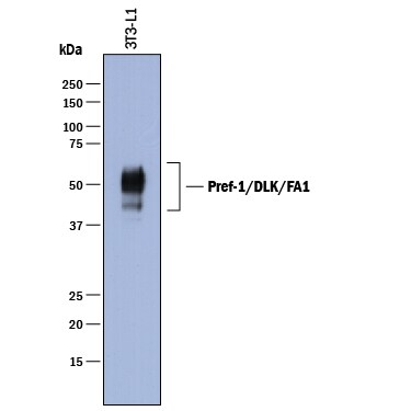 Detection of Mouse Pref-1/DLK1/FA1 antibody by Western Blot.