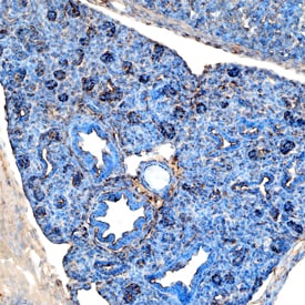 Pref-1/DLK1/FA1 antibody in Mouse Embryo by Immunohistochemistry (IHC-Fr).