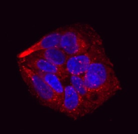 Pref-1/DLK1/FA1 antibody in HepG2 Human Cell Line by Immunocytochemistry (ICC).