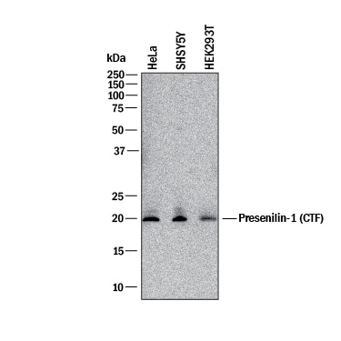 Detection of Human Presenilin-1 antibody by Western Blot.