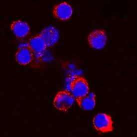 Progranulin/PGRN antibody in Mouse Splencytes by Immunocytochemistry (ICC).