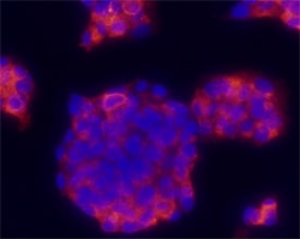 Proinsulin antibody in beta TC-6 Mouse Cell Line by Immunocytochemistry (ICC).