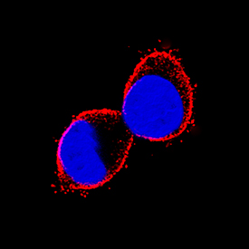 Prominin 2 antibody in HepG2 Human Cell Line by Immunocytochemistry (ICC).