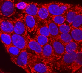 Proprotein Convertase 2/PCSK2 antibody in HepG2 Human Cell Line by Immunocytochemistry (ICC).