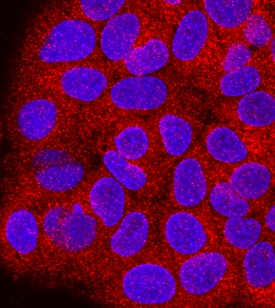 Proprotein Convertase 2/PCSK2 antibody in HepG2 Human Cell Line by Immunocytochemistry (ICC).