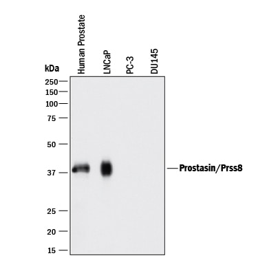 Detection of Human Prostasin/Prss8 antibody by Western Blot.