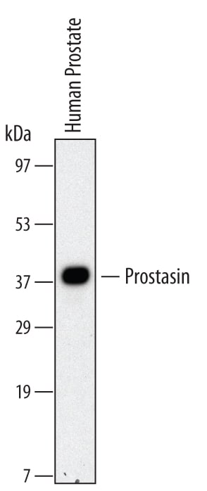 Detection of Human Prostasin/Prss8 antibody by Western Blot.