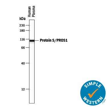 Detection of Human Protein S/PROS1 antibody by Simple WesternTM.