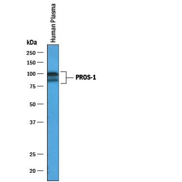 Detection of Human Protein S/PROS1 antibody by Western Blot.