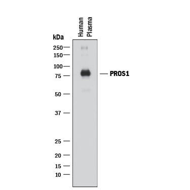Detection of Human Protein S/PROS1 antibody by Western Blot.