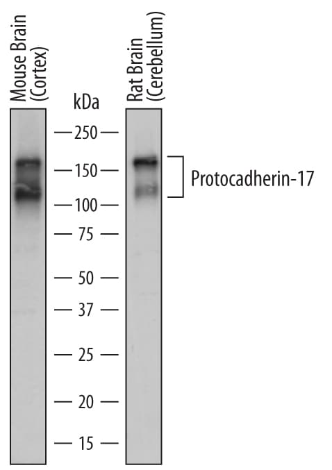 Detection of Mouse and Rat Protocadherin-17 antibody by Western Blot.