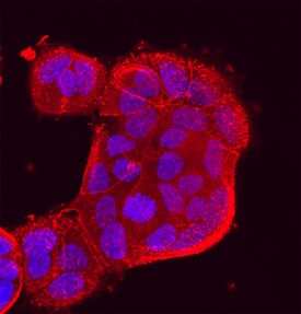Protocadherin-8 antibody in MCF-7 Human Cell Line by Immunocytochemistry (ICC).