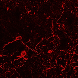 RAGE antibody in Mouse Brain by Immunohistochemistry (IHC-Fr).