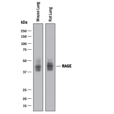 Detection of Mouse and Rat RAGE antibody by Western Blot.