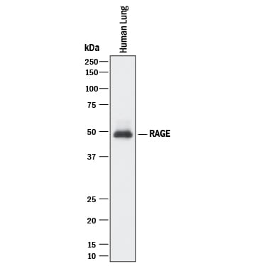 Detection of Human RAGE antibody by Western Blot.