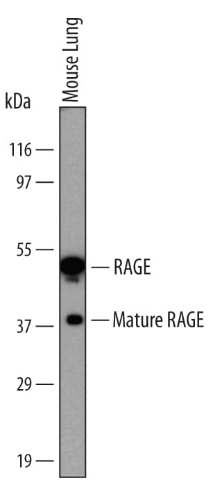 Detection of Mouse RAGE antibody by Western Blot.