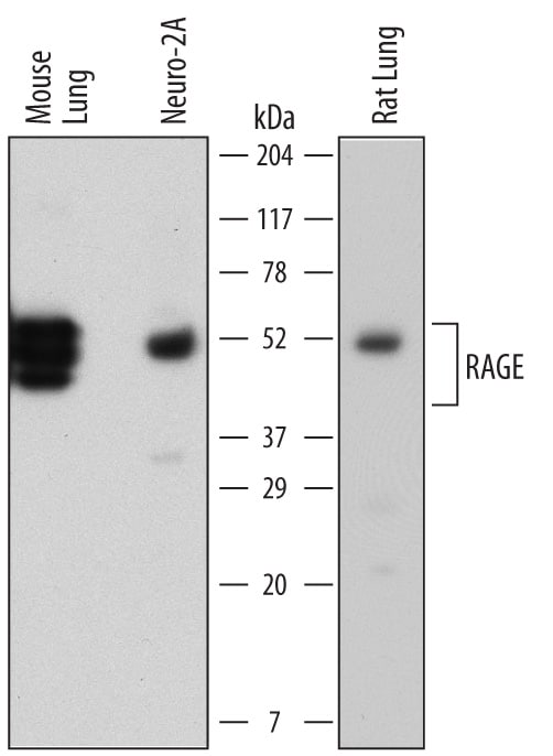 Detection of Mouse and Rat RAGE antibody by Western Blot.